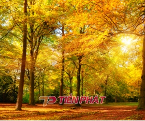 Tranh Dán Tường Siêu Ngang