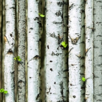 Giấy Dán Tường Giả Gỗ GG7007 Giấy Dán Tường Giả Gỗ GG7007