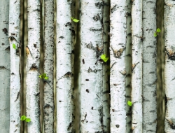 Giấy Dán Tường Giả Gỗ GG7007