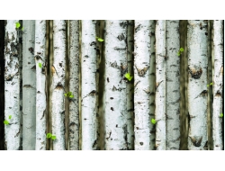 Giấy Dán Tường Giả Gỗ GG7007