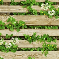 Giấy Dán Tường Giả Gỗ GG7020