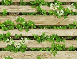 Giấy Dán Tường Giả Gỗ GG7020