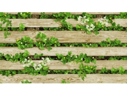 Giấy Dán Tường Giả Gỗ GG7020