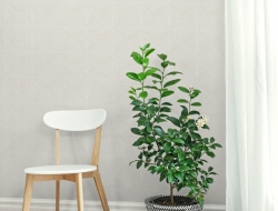 Giấy Dán Tường Phòng Ngủ M1103