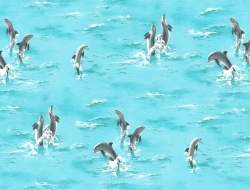 Giấy Dán Tường Aa1109 Giấy Dán Tường Aa1109