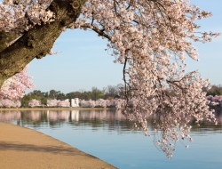  Tranh Dán Tường Cảnh Biển Đẹp Tiến Phát Cbtp19