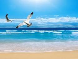  Tranh Dán Tường Cảnh Biển Đẹp Tiến Phát Cbtp22