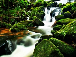  Tranh 3D Dán Tường Khổ Dọc Tiến Phát Kdtp50