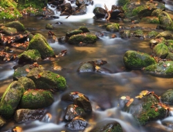  Tranh 3D Dán Tường Khổ Dọc Tiến Phát Kdtp54