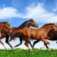 Tranh Dán Tường Mã Đáo Thành Công Tiến Phát Mdtc09