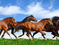 Tranh Dán Tường Mã Đáo Thành Công Tiến Phát Mdtc09 Tranh Dán Tường Mã Đáo Thành Công Tiến Phát Mdtc09