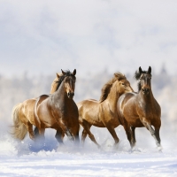 Tranh Dán Tường Mã Đáo Thành Công Tiến Phát Mdtc15