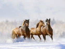 Tranh Dán Tường Mã Đáo Thành Công Tiến Phát Mdtc15 Tranh Dán Tường Mã Đáo Thành Công Tiến Phát Mdtc15