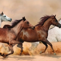 Tranh Dán Tường Mã Đáo Thành Công Tiến Phát Mdtc16