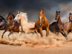 Tranh Dán Tường Mã Đáo Thành Công MD30 Tranh Dán Tường Mã Đáo Thành Công MD30