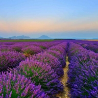 Tranh Dán Tường Phòng Ăn PA01