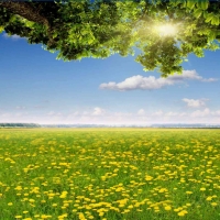 Tranh Dán Tường Phòng Ăn PA26