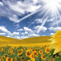 Tranh Dán Tường Phòng Khách PA41