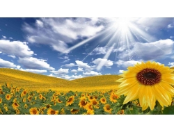 Tranh Dán Tường Phòng Khách PA41