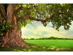 Tranh Dán Tường Phòng Khách PA42