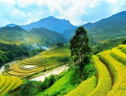 Tranh Dán Tường Phòng Khách PA44