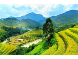 Tranh Dán Tường Phòng Khách PA44