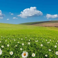 Tranh Dán Tường Phòng Ăn PA45