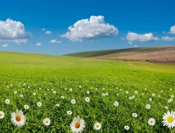 Tranh Dán Tường Phòng Ăn PA45