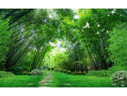  Tranh Dán Tường Phong Cảnh Thiên Nhiên Tiến Phát Decor Pctp75