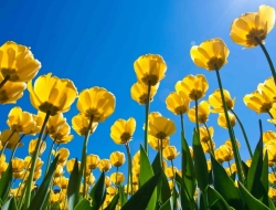  Tranh Dán Tường Phong Cảnh Thiên Nhiên Tiến Phát Decor Pctp76