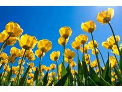  Tranh Dán Tường Phong Cảnh Thiên Nhiên Tiến Phát Decor Pctp76