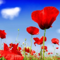  Tranh Dán Tường Phong Cảnh Thiên Nhiên Tiến Phát Decor Pctp77