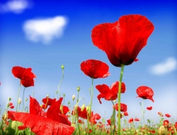  Tranh Dán Tường Phong Cảnh Thiên Nhiên Tiến Phát Decor Pctp77