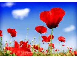  Tranh Dán Tường Phong Cảnh Thiên Nhiên Tiến Phát Decor Pctp77