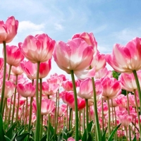 Tranh Dán Tường Phong Cảnh Thiên Nhiên Tiến Phát Decor Pctp78 Tranh Dán Tường Phong Cảnh Thiên Nhiên Tiến Phát Decor Pctp78