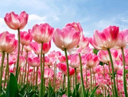  Tranh Dán Tường Phong Cảnh Thiên Nhiên Tiến Phát Decor Pctp78