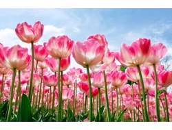  Tranh Dán Tường Phong Cảnh Thiên Nhiên Tiến Phát Decor Pctp78