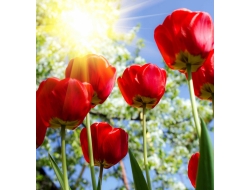  Tranh Dán Tường Phong Cảnh Thiên Nhiên Tiến Phát Decor Pctp79