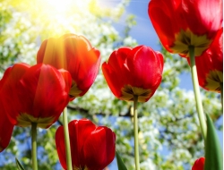  Tranh Dán Tường Phong Cảnh Thiên Nhiên Tiến Phát Decor Pctp79