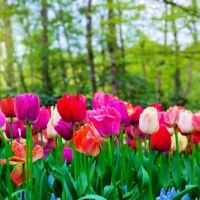 Tranh Dán Tường Phong Cảnh Thiên Nhiên Tiến Phát Decor Pctp80 Tranh Dán Tường Phong Cảnh Thiên Nhiên Tiến Phát Decor Pctp80