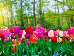  Tranh Dán Tường Phong Cảnh Thiên Nhiên Tiến Phát Decor Pctp80