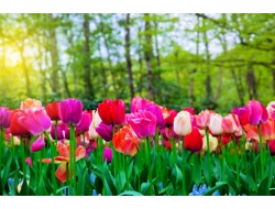  Tranh Dán Tường Phong Cảnh Thiên Nhiên Tiến Phát Decor Pctp80