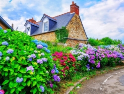  Tranh Dán Tường Phong Cảnh Thiên Nhiên Tiến Phát Decor Pctp81