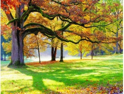  Tranh Dán Tường Phong Cảnh Thiên Nhiên Tiến Phát Decor Pctp87