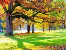  Tranh Dán Tường Phong Cảnh Thiên Nhiên Tiến Phát Decor Pctp87