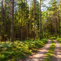  Tranh Dán Tường Phong Cảnh Thiên Nhiên Tiến Phát Decor Pctp107