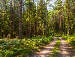  Tranh Dán Tường Phong Cảnh Thiên Nhiên Tiến Phát Decor Pctp107