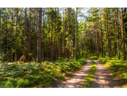  Tranh Dán Tường Phong Cảnh Thiên Nhiên Tiến Phát Decor Pctp107