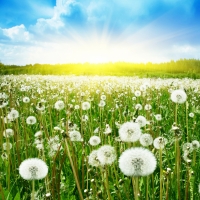 Tranh Dán Tường Phong Cảnh Thiên Nhiên Tiến Phát Decor Pctp18 Tranh Dán Tường Phong Cảnh Thiên Nhiên Tiến Phát Decor Pctp18