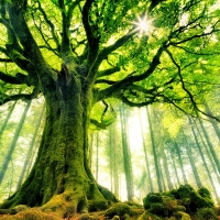 Tranh Dán Tường Phong Cảnh Thiên Nhiên Tiến Phát Decor Pctp20 Tranh Dán Tường Phong Cảnh Thiên Nhiên Tiến Phát Decor Pctp20